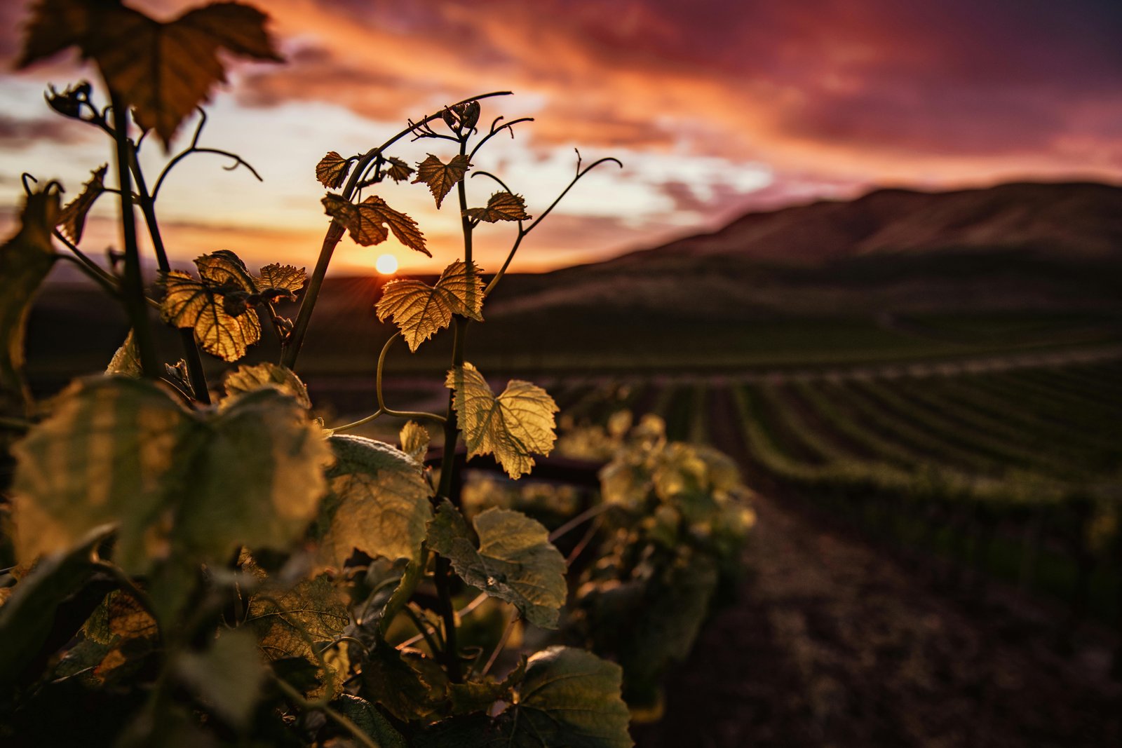 Collaboration avec les vignerons des Pyrénées-Atlantiques